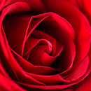 Rose My Valentine 3L-4L pot