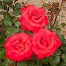 Rose My Valentine 3L-4L pot