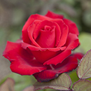 Rose My Valentine 3L-4L pot