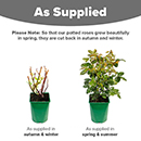 Rose Silver Wedding Celebration 4L Pot