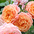 Rose Peach Melba Climbing BR x2