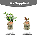 Rose My Valentine 3-4L Pot with Hessian Gift Wrap