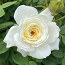 Rose Patio Standard Snowcap 5L 80/90cm