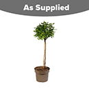 Rose Patio Standard Snowcap 5L 80/90cm
