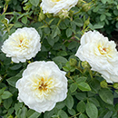 Rose Patio Standard Snowcap 5L 80/90cm X2