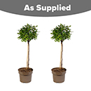 Rose Patio Standard Snowcap 5L 80/90cm X2