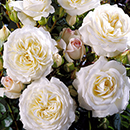 Rose Fab at 45 4L pot
