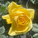 Rose Fab at 65 4L pot