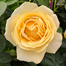 Rose Fab at 65 4L pot