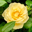 Rose Fab at 65 4L pot