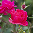 Rose Fab at 75 4L pot