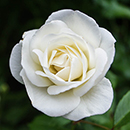 Rose Fab at 85 4L pot
