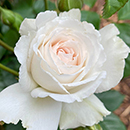 Rose 'Great North Eastern' 4L