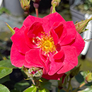 Jason's Rose 4L Pot