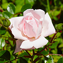 Joseph's Rose 4L Pot
