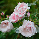 Joseph's Rose 4L Pot
