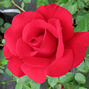 Eric's Rose 4L Pot