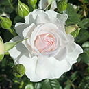 Timothy's Rose 4L Pot
