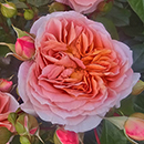 Charles' Rose 4L Pot