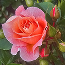 Charles' Rose 4L Pot