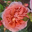 Charles' Rose 4L Pot