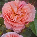 Charles' Rose 4L Pot