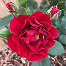 Amy's Rose 4L Pot