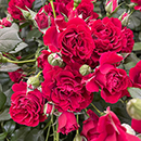 Amy's Rose 4L Pot