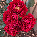 Amy's Rose 4L Pot