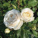Melissa's Rose 4L Pot