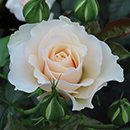 Kimberly's Rose 4L Pot