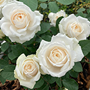 Kimberly's Rose 4L Pot
