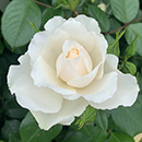 Kimberly's Rose 4L Pot