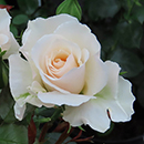 Kimberly's Rose 4L Pot