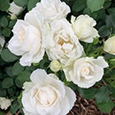 Kimberly's Rose 4L Pot