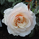 Kimberly's Rose 4L Pot