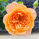 Heather's Rose 4L Pot