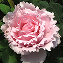 Peter's Rose 4L Pot