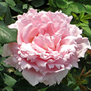 Peter's Rose 4L Pot