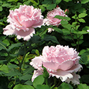 Peter's Rose 4L Pot