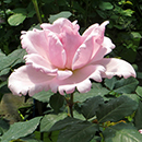 Peter's Rose 4L Pot