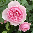 Rose Fab at 90 4L pot
