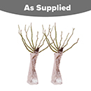 Rose King Charles Coronation BR x2