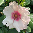 Rose Climbing Chawton Cottage bare root