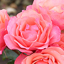 Rose Coral Gardens BR (ROTY 2026)