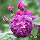 Rose Cardinal de Richelieu BR