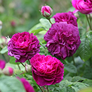 Rose Cardinal de Richelieu BR x2