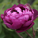 Rose Cardinal de Richelieu BR x2