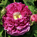 Rose Charles de Mills BR x2