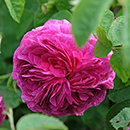 Rose Charles de Mills BR x2